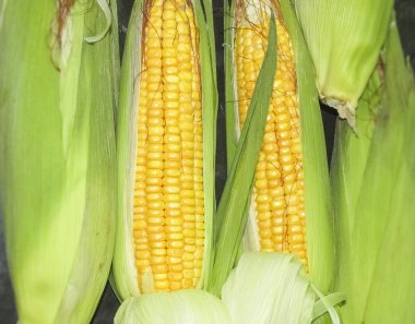 Mısır Mısır makroda 