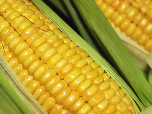 Maize the corn in Macro 
