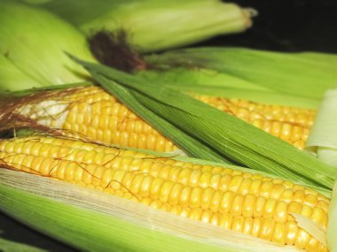 Mısır Mısır makroda 