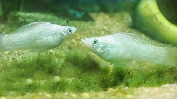 Couple de poisson Molly blanc d'humeur . — Photo