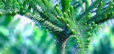 Kış mevsiminde Noel ağacı dalda yapraklanır. Hindistan.