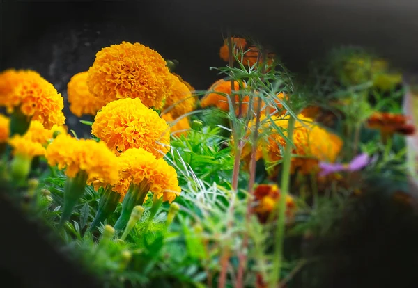 Fiori Gialli Calendula Arancione Che Sbocciano Giardino — Foto Stock