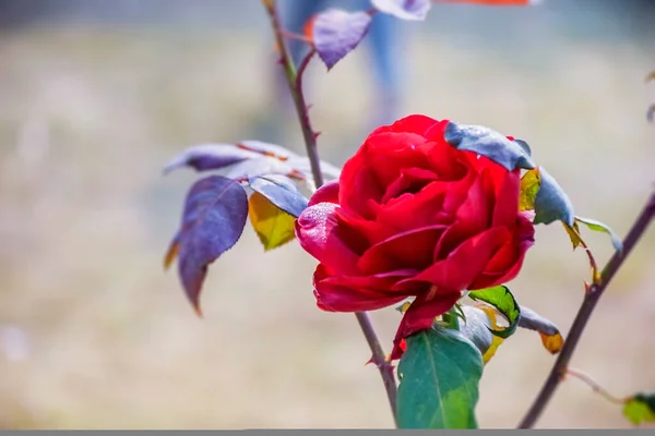 Ziergarten Geschmückt Mit Pflanzen Die Mit Den Blüten Der Rosenblüte — Stockfoto