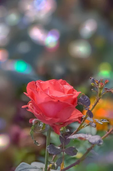 Ziergarten Geschmückt Mit Pflanzen Die Mit Den Blüten Der Rosenblüte — Stockfoto