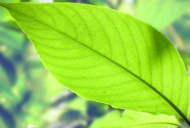 Adhatoda basaka taze yaprak