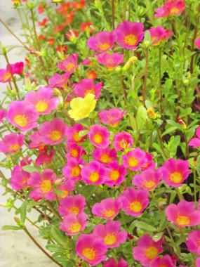 Bir sarı 9o' saat çiçek pembe çiçek grup 