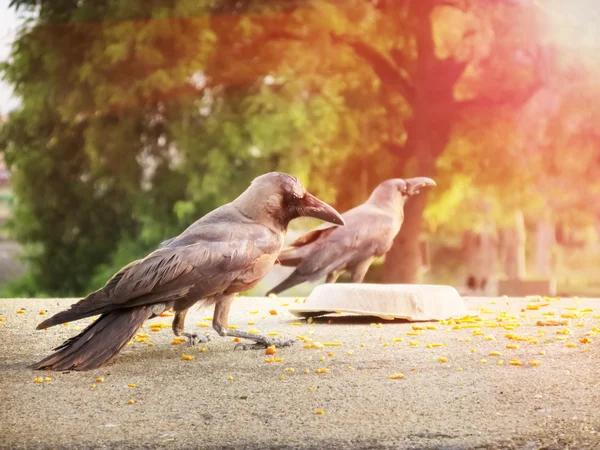 Buongiorno corvi seduti nel canto del mattino . — Foto Stock