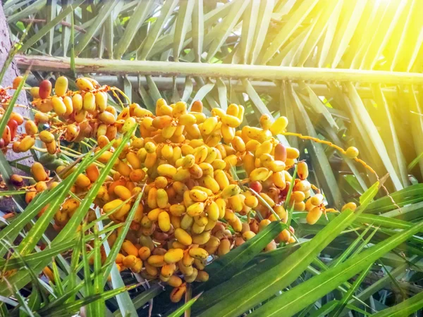 Wild Dates grown in the Date Tree