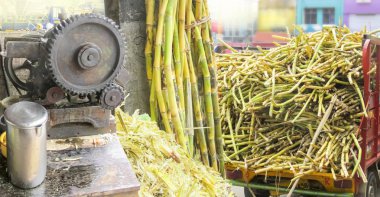 Panorama Sugercane bussiness