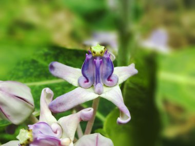 Calotropis kızgözü çiçekler