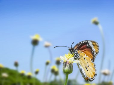 Butterfly sitting on a wild flower collecting nector in sunny da clipart