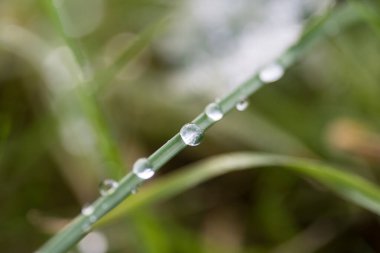 Bir bitkinin üzerine su damlalarının ayrıntıları (seçici odak)