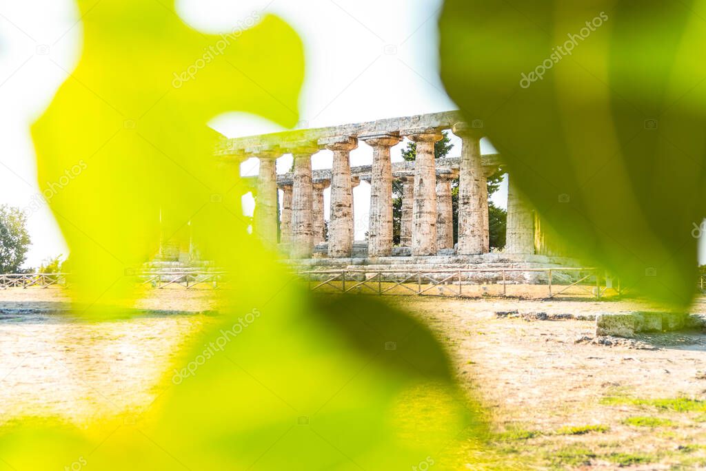 View through the leaves of the Temple of Athena at the Greco-Roman archaeological site of Paestum, Italy.