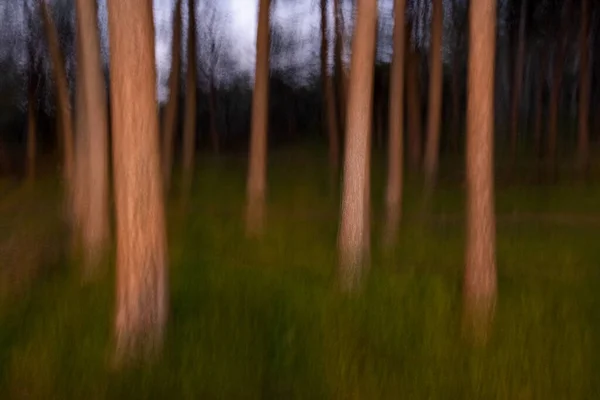 Moto offuscato di alberi in una foresta — Foto Stock