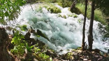 Kayaların ve yosunların üzerinden akan güçlü nehir yemyeşil bir ormanda bir şelale oluşturuyor.