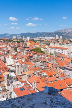 Martı, eski kasaba binaları ve dağları arkasında, Hırvatistan 'ın Split kentinin çatısında dinleniyor