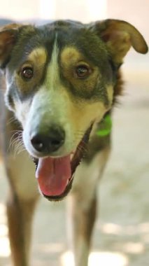 Sevimli İspanyol Carea Leones, bir hayvan çiftliğinde dili açık kameraya bakıyor.