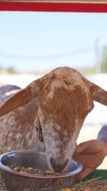 Çiftlikteki birinin elinde tuttuğu metal bir kaseden tahıl ve mısır yiyen bir keçinin yakın görüntüsü.