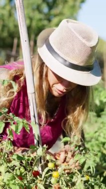 Sarışın bir kadın güneşli bahçesindeki bir bitkiden taze, olgun domates topluyor.