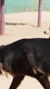 Çeşitli cinslerden enerjik köpekler güneşli bir açık hava parkında mutlu bir şekilde etkileşime geçip koşuyorlar.