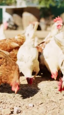 Güneşli bir günde kümes hayvanları bahçesinde beslenen bir grup kahverengi ve beyaz evcil tavuk.