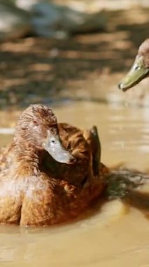 Evcil kahverengi ördek, bulanık gölet suyunda dururken hem banyo yapıyor hem de ıslak tüylerini temizliyor.