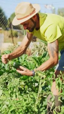 Sakallı bahçıvan, güneşli bir günde sebze bahçesinden taze yeşil kabak topluyor.