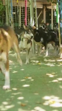 Pek çok safkan köpek köpek, köpek ve mastöf gibi güneşli bir hayvan çiftliğinde birlikte oynarlar.