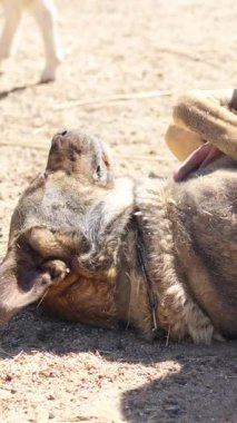 Sevimli kahverengi İspanyol köpeği güneşli bir günde bir insanın elinden okşanıyor.