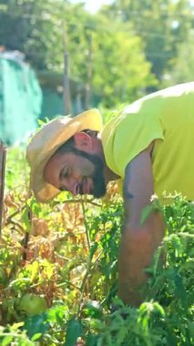 Hasır şapkalı gülümseyen adam güneşli bir bahçede sarmaşıktan büyük bir hatıra domates topluyor.
