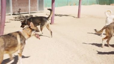 Çeşitli cinslerden enerjik köpekler güneşli bir açık hava parkında mutlu bir şekilde etkileşime geçip koşuyorlar.