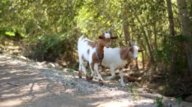 Şirin beyaz ve kahverengi keçiler bir çiftlikte güneşli bir orman yolunu keşfediyorlar.
