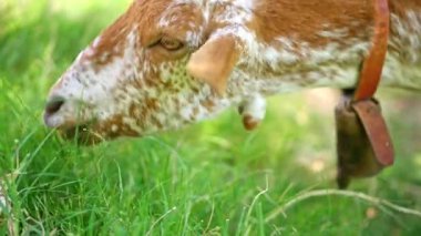 Kahverengi ve beyaz benekli keçi, gün boyunca yemyeşil çimlerde otlar.
