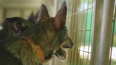 Turuncu yakalı endişeli Alman çoban hayvan barınağında kafesin içinde havlıyor.