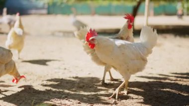 Güneşli bir günde, bir çiftliğin çamurunda yiyecek arayan bir tavuğun yakınına.