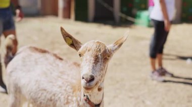 Çiftlik ağılındaki evcil bir keçinin kameraya tuhaf bir şekilde baktığı yavaş çekim.
