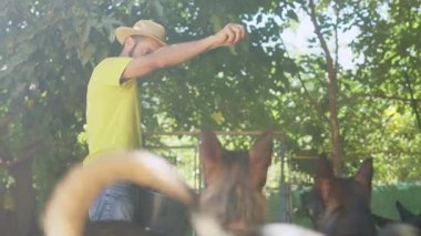 Şapkalı bir çiftçi, güneşli bir kırsal alanda köpeklerine itaat etmeyi öğretiyor.