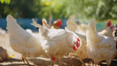 Güneşli bir günde çiftlikte bembeyaz tavuk gagalıyor.