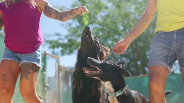 Dövmeli kadın bir köpeği neşeyle beslerken diğer kişi başka bir köpeği besliyor.