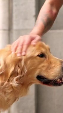 Dövmeleri olan bir insan mutlu Golden Retriever köpeğinin yumuşak kürkünü okşuyor.