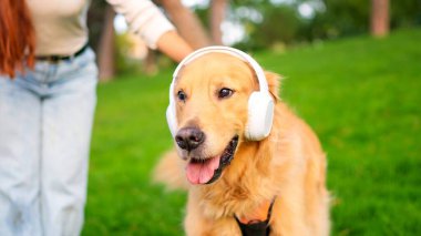 Golden Retriever köpeği beyaz kulaklık takıyor, müzik dinliyor ve parkta bir insanla dinleniyor.