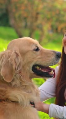 Sevgi dolu bir kadın güneşli bir günde parkta güzel golden retriever 'ını okşuyor.
