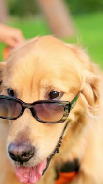 Güneş gözlüğü takan sevimli ve mutlu golden retriever köpeği parkta ağır çekimde nefes nefese.