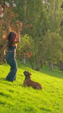 Güneşli bir günde sahibinin attığı topu almak için yeşil çayırda koşan enerjik bir köpek.