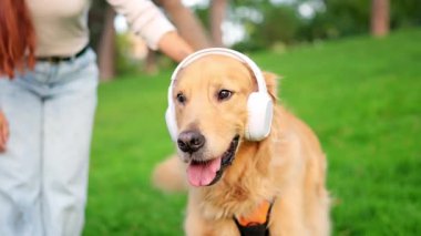 Parktaki komik golden retriever beyaz kulaklıklarla müzik dinliyor.