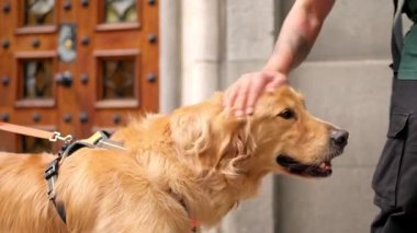 Dövmeleri olan bir insan mutlu Golden Retriever köpeğinin yumuşak kürkünü okşuyor.