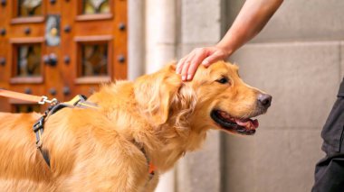 Golden retriever köpeği bir insanın kafasını okşayarak eğleniyor.