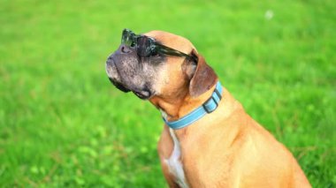 Havalı kahverengi boksör köpeği güneş gözlüğü takıyor yeşil çimlerde oturuyor ve etrafa bakıyor.