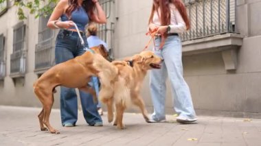Sahibi boksörüne tasma takmış bir şekilde şehir kaldırımında başka bir köpeğe binmeye çalışıyor.