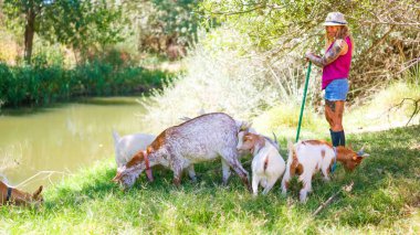 Göl kenarında keçi güden bir kadın, kırsal yaşam tarzının ve doğanın tadını çıkarıyor.